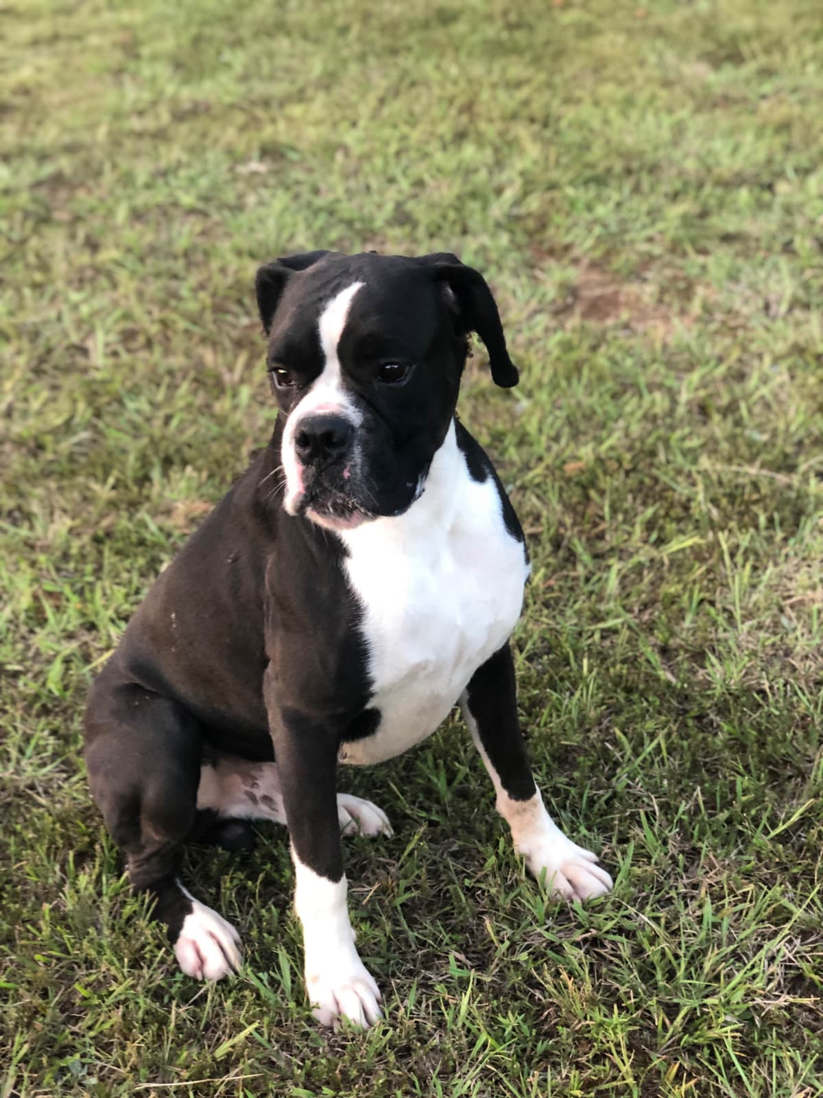 Euro/American Boxer Puppies breeder image 4