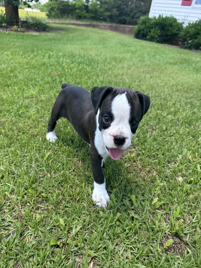 Euro/American Boxer Puppies media 2