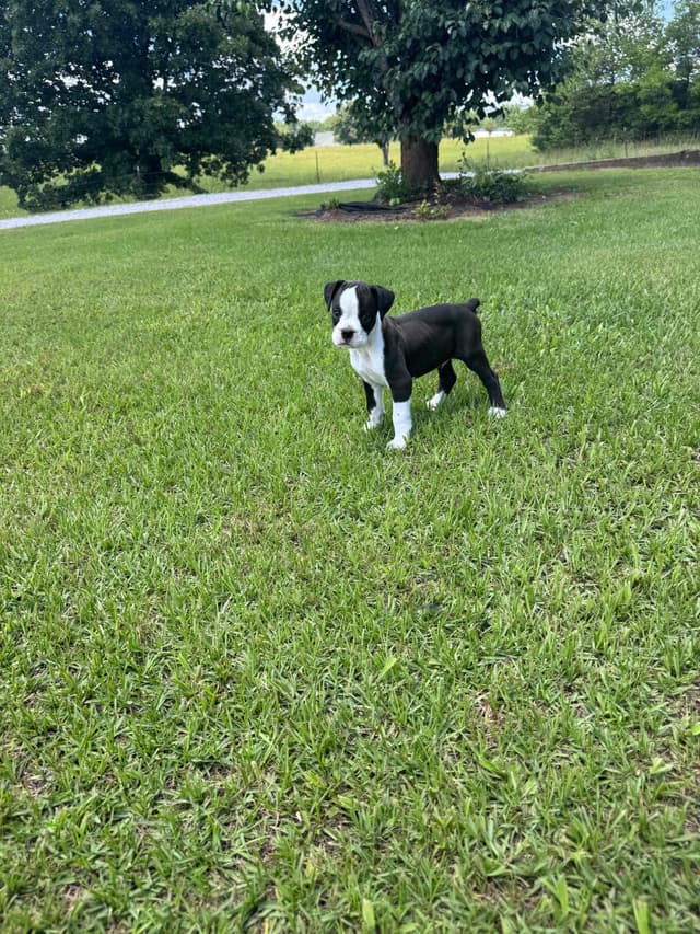 Euro/American Boxer Puppies media 3