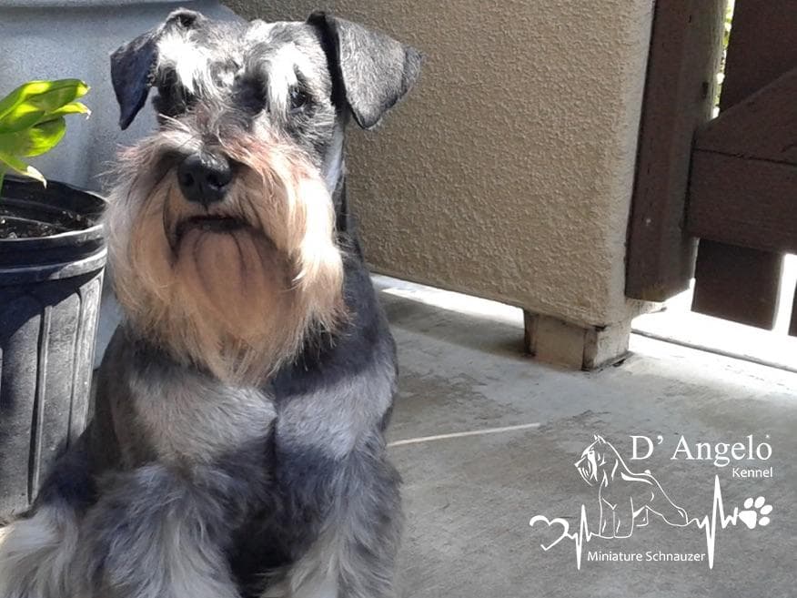 Mini Schnauzer Puppies. 5 year health warranty included! breeder image 12