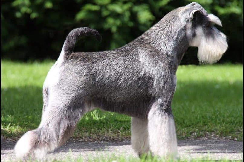Mini Schnauzer Puppies. 5 year health warranty included! breeder image 11