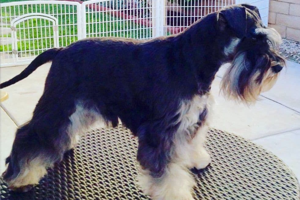Mini Schnauzer Puppies. 5 year health warranty included! breeder image 10