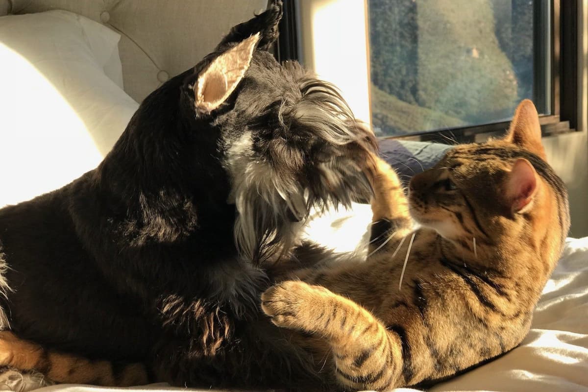 Mini Schnauzer Puppies. 5 year health warranty included! breeder image 9