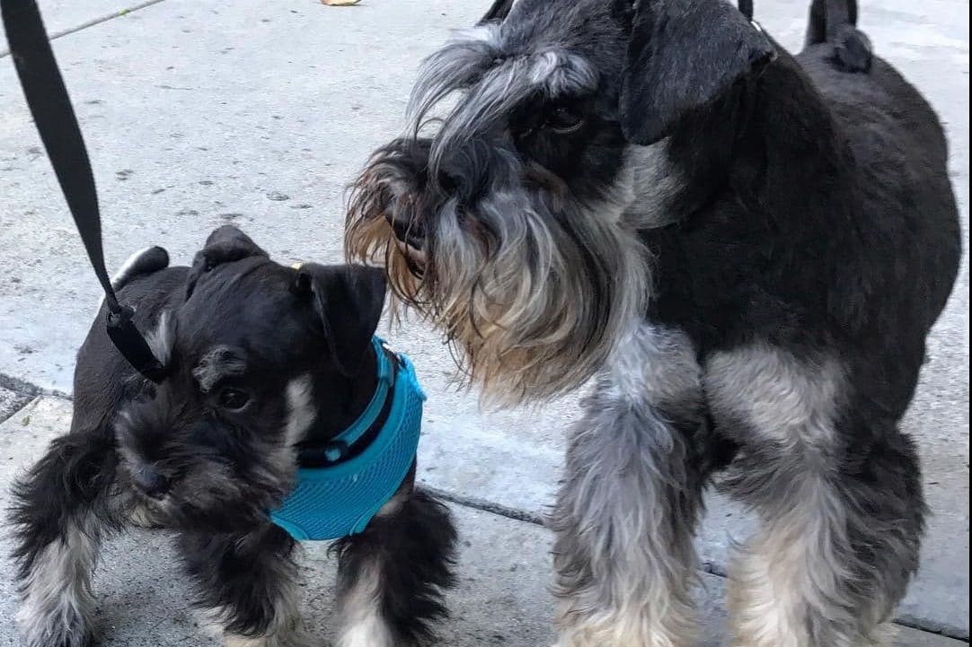 Mini Schnauzer Puppies. 5 year health warranty included! breeder image 8
