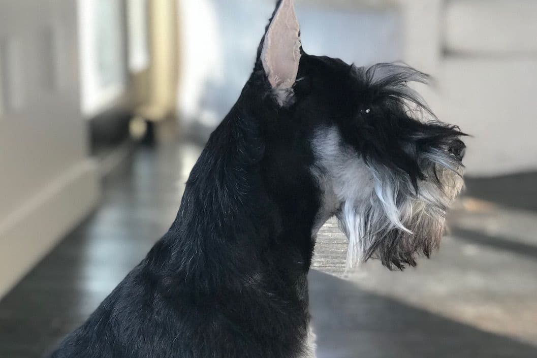 Mini Schnauzer Puppies. 5 year health warranty included! breeder image 7