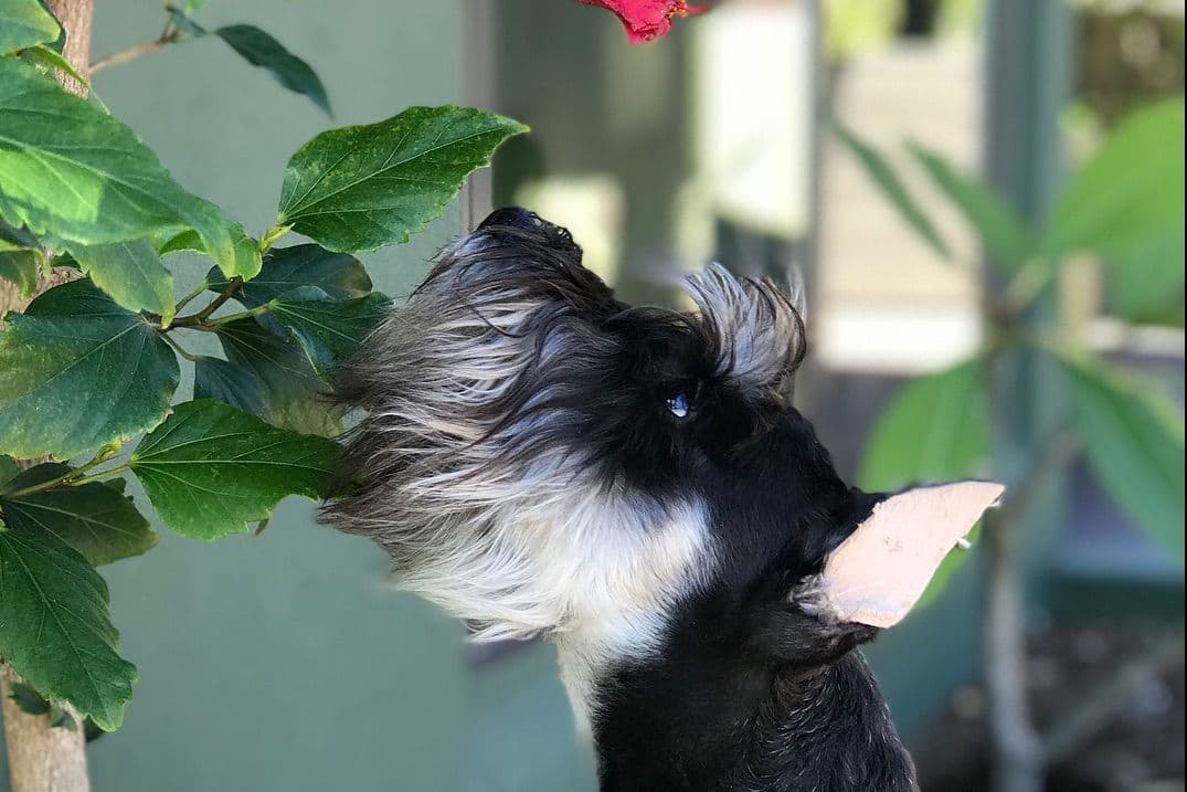 Mini Schnauzer Puppies. 5 year health warranty included! breeder image 3