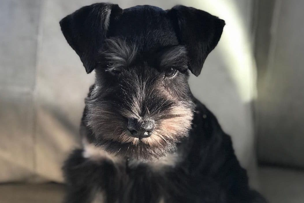 Mini Schnauzer Puppies. 5 year health warranty included! breeder image 6