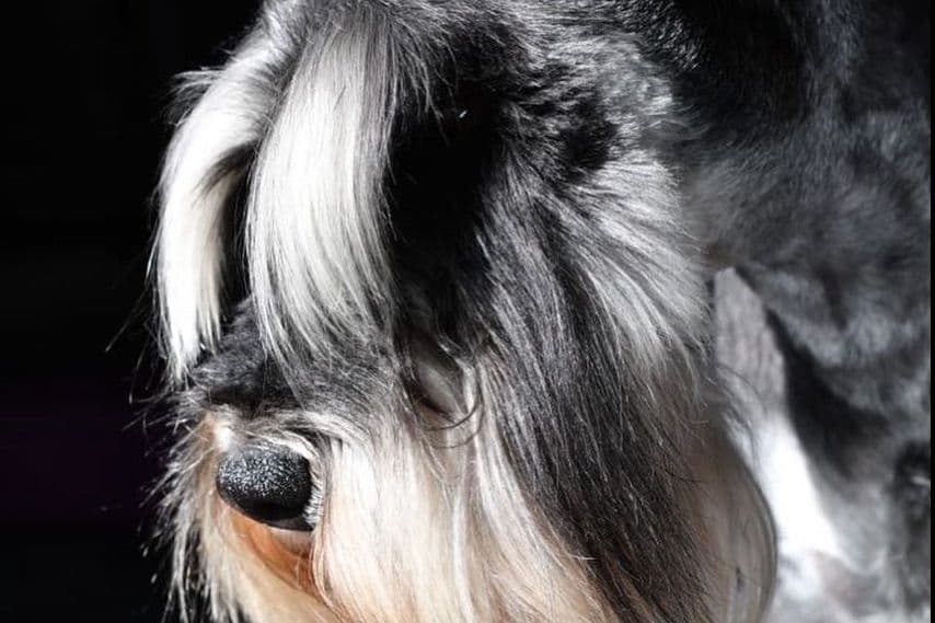 Mini Schnauzer Puppies. 5 year health warranty included! breeder image 5