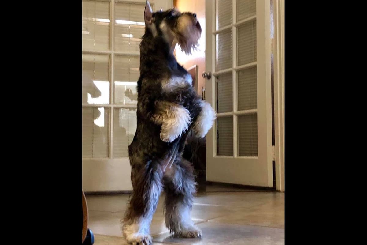 Mini Schnauzer Puppies. 5 year health warranty included! breeder image 13