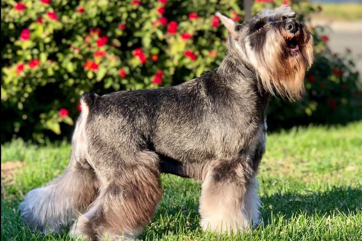 Mini Schnauzer Puppies. 5 year health warranty included! breeder image 14