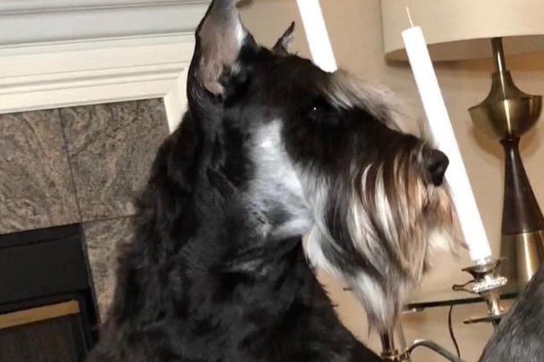 Mini Schnauzer Puppies. 5 year health warranty included! breeder image 16