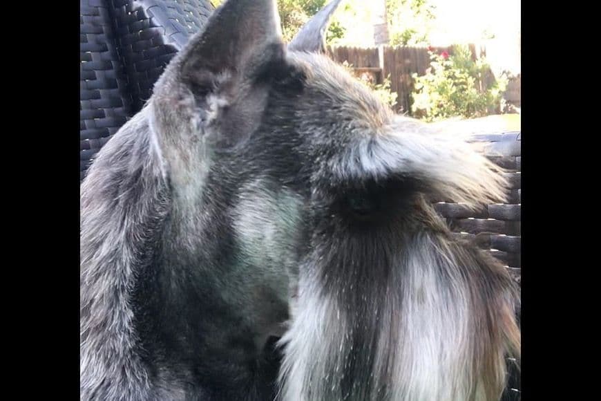 Mini Schnauzer Puppies. 5 year health warranty included! breeder image 17