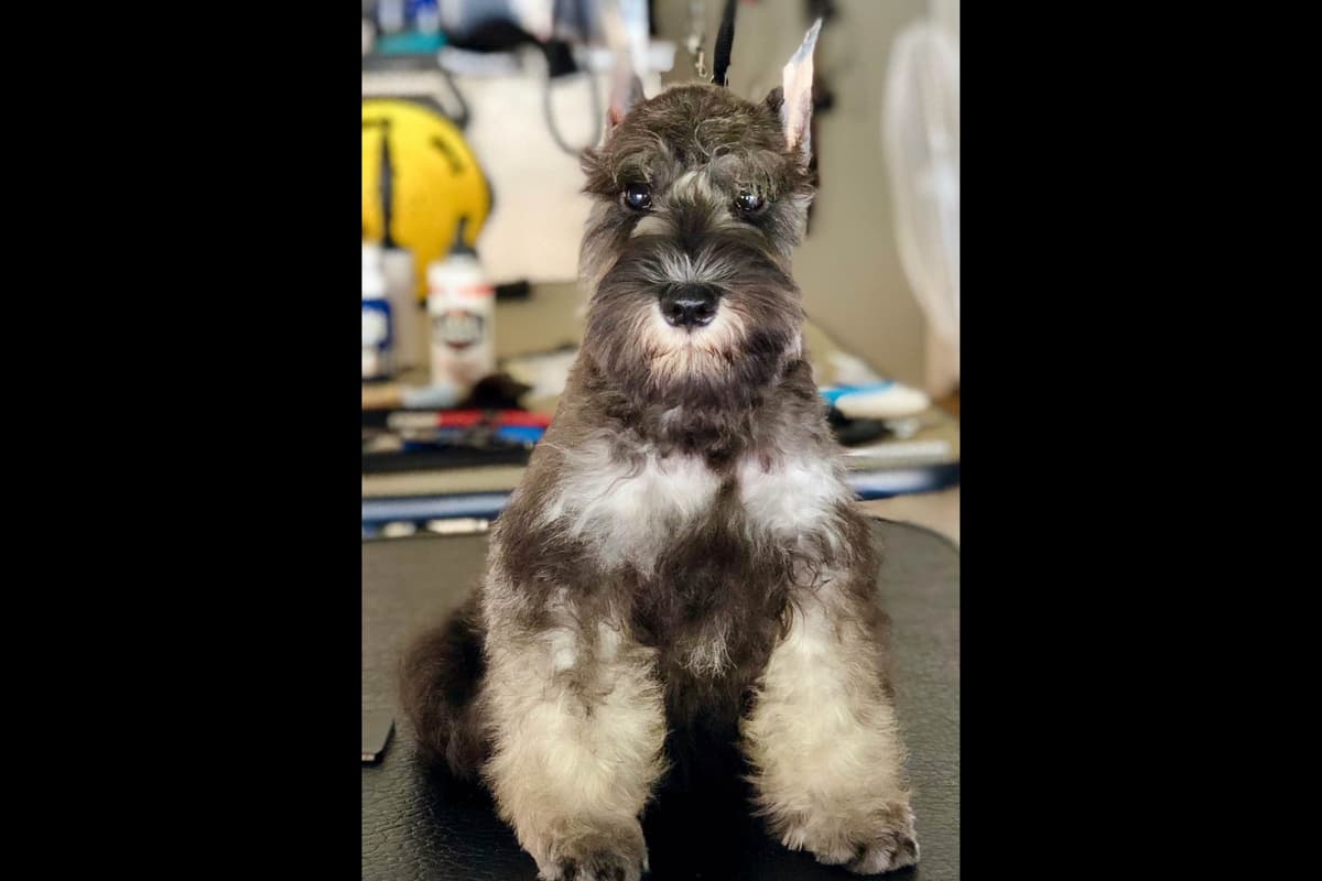 Mini Schnauzer Puppies. 5 year health warranty included! breeder image 18