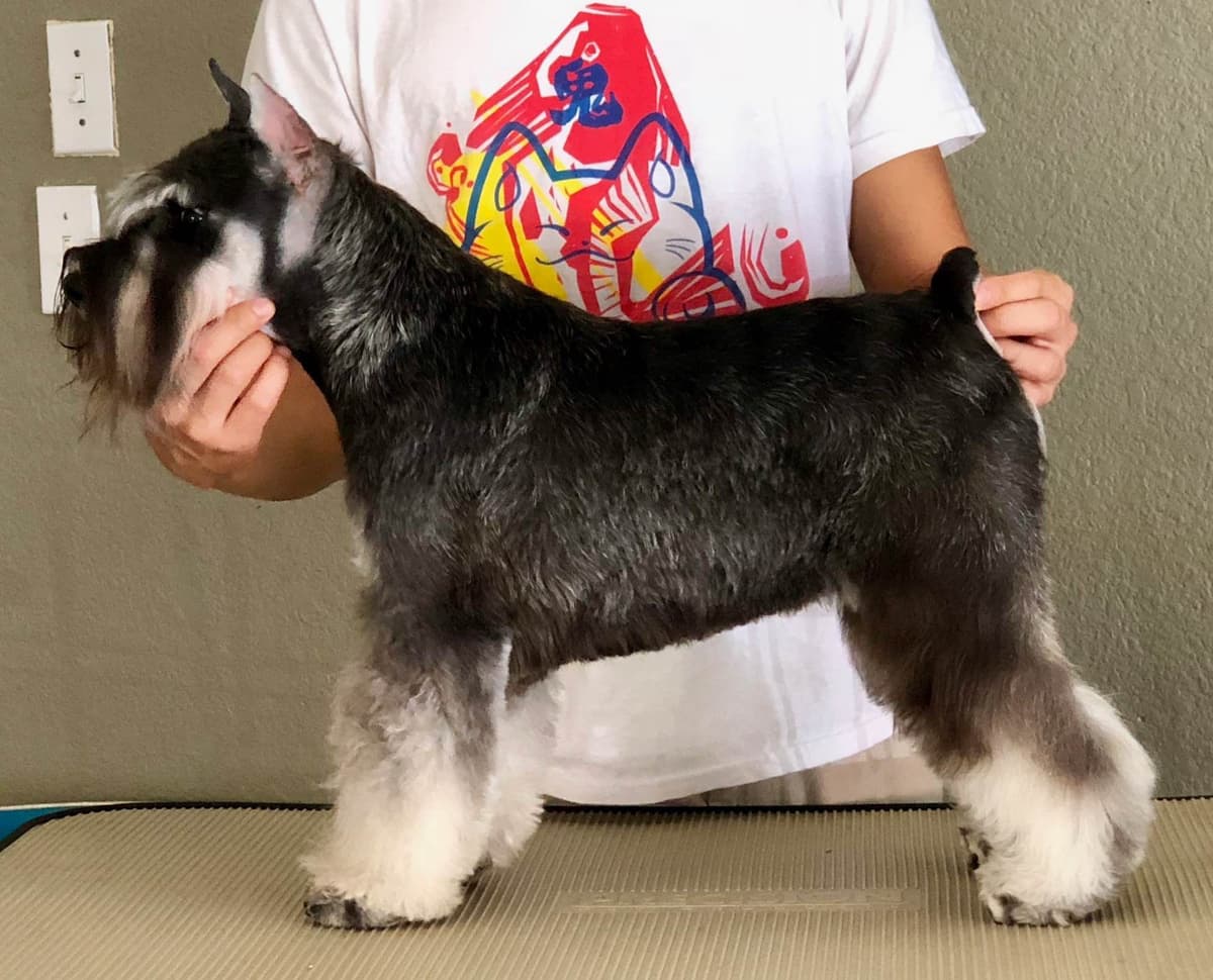 Mini Schnauzer Puppies. 5 year health warranty included! breeder image 19