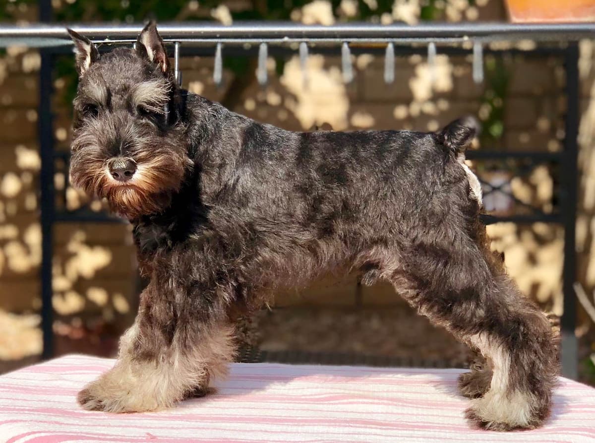 Mini Schnauzer Puppies. 5 year health warranty included! breeder image 20