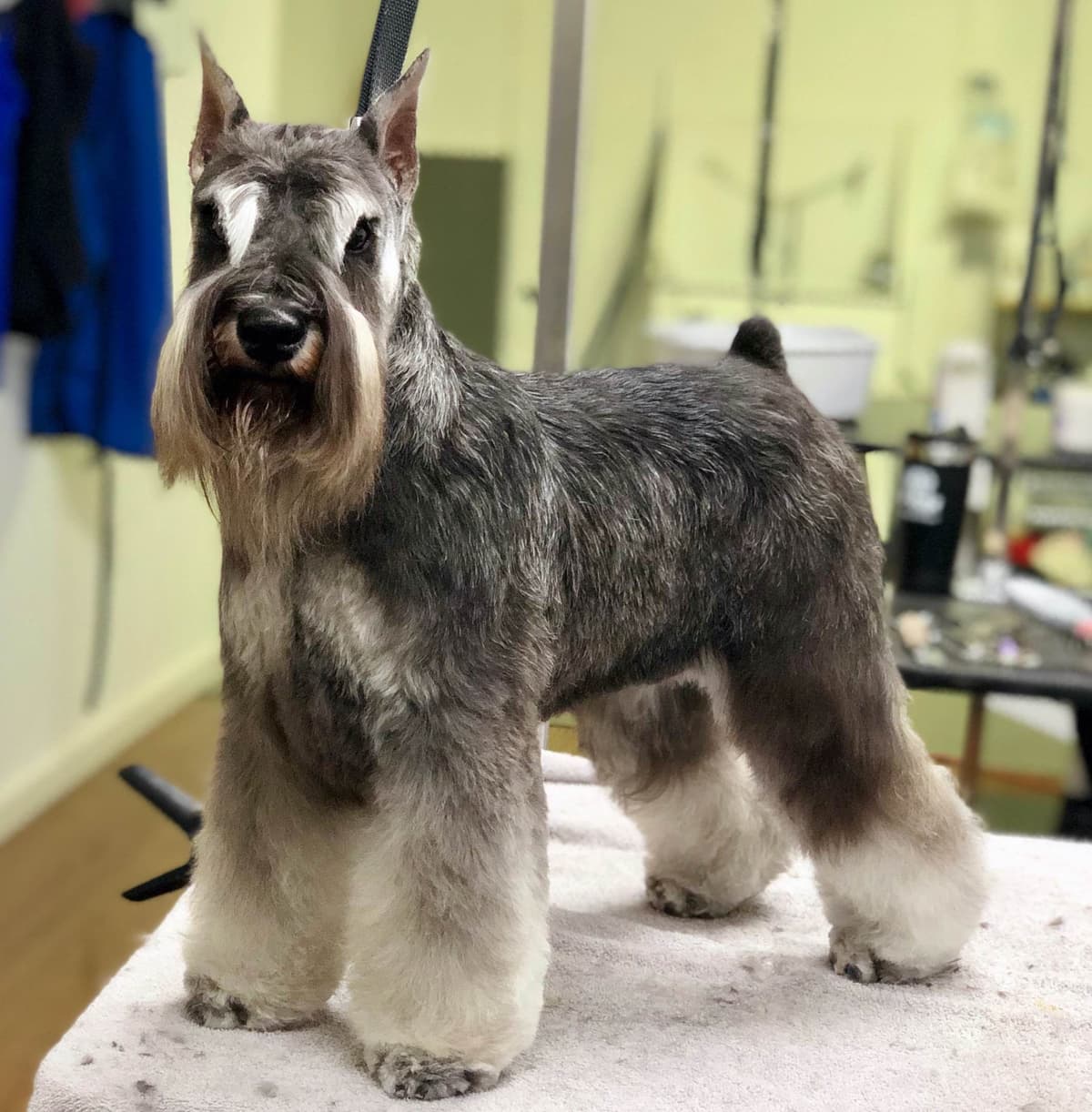 Mini Schnauzer Puppies. 5 year health warranty included! breeder image 4