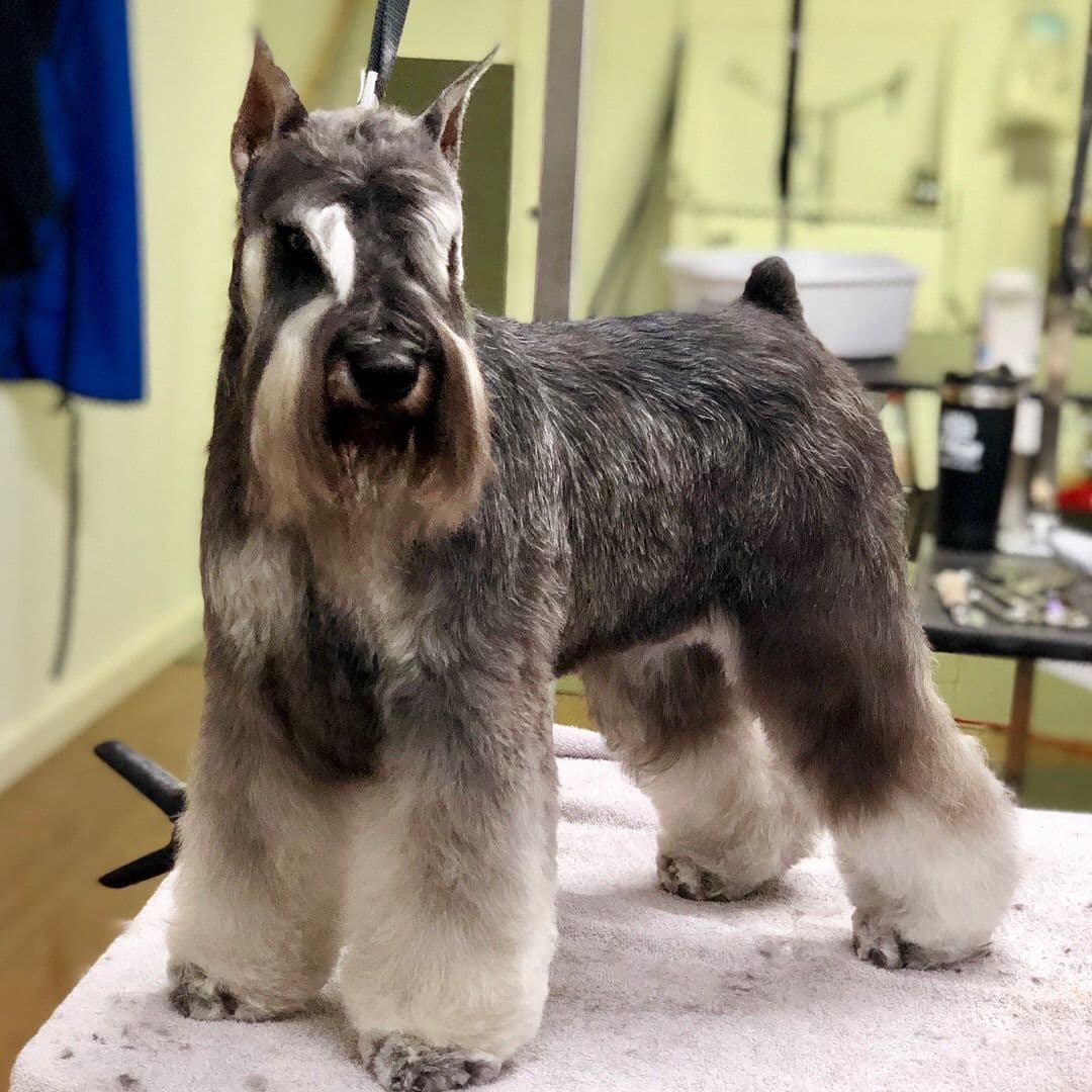 Mini Schnauzer Puppies. 5 year health warranty included! breeder image 21