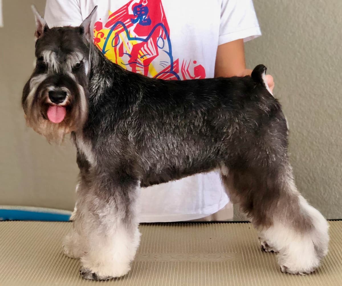 Mini Schnauzer Puppies. 5 year health warranty included! breeder image 23