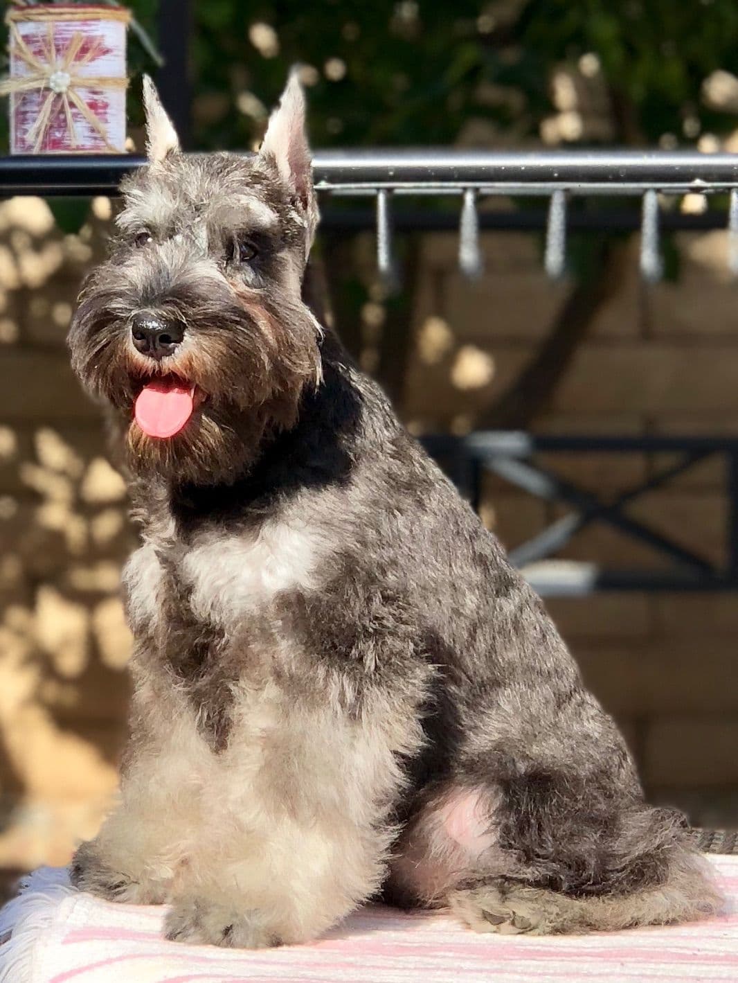 Mini Schnauzer Puppies. 5 year health warranty included! breeder image 22