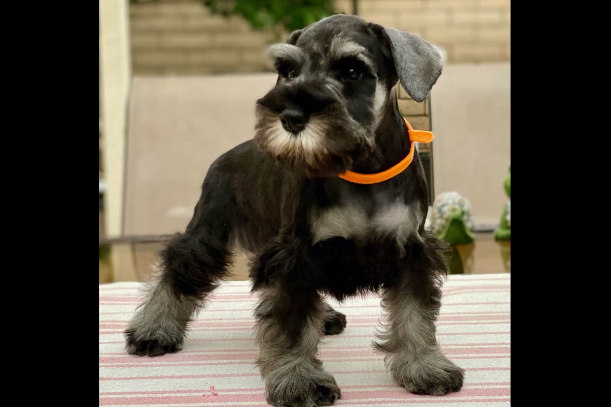 Mini Schnauzer Puppies. 5 year health warranty included! breeder image 24