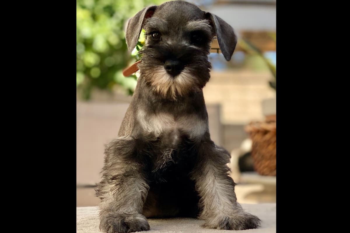 Mini Schnauzer Puppies. 5 year health warranty included! breeder image 25