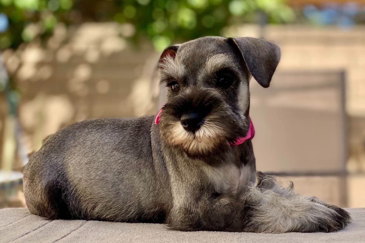 Mini Schnauzer Puppies. 5 year health warranty included! breeder image 2