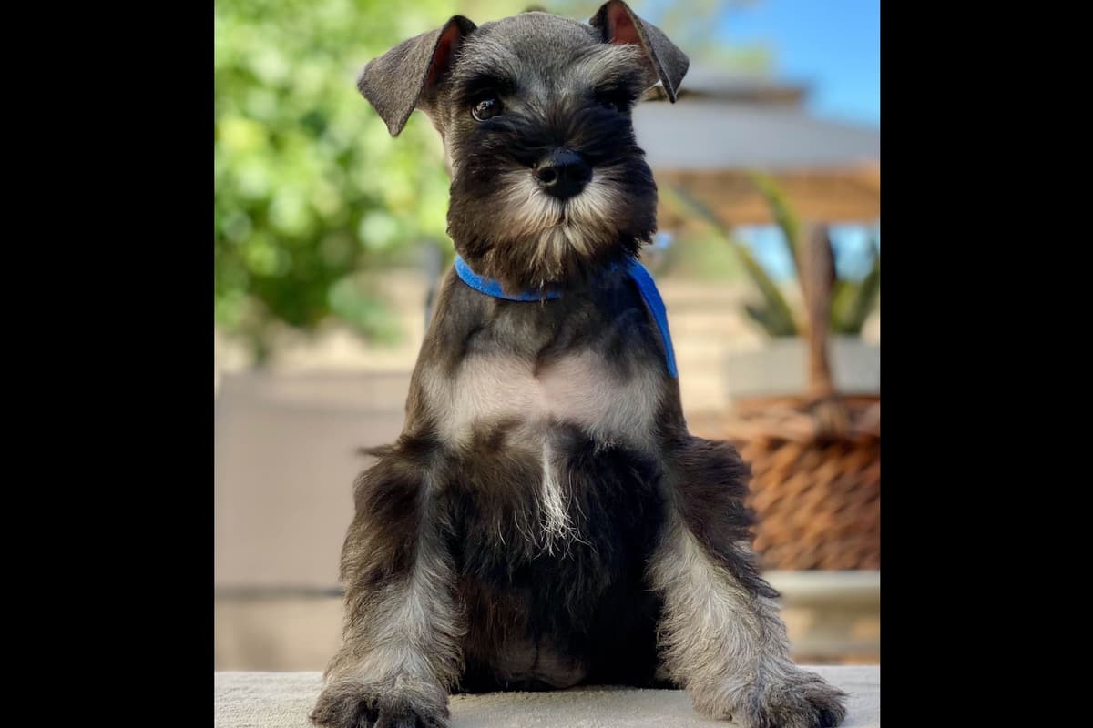 Mini Schnauzer Puppies. 5 year health warranty included! breeder image 26