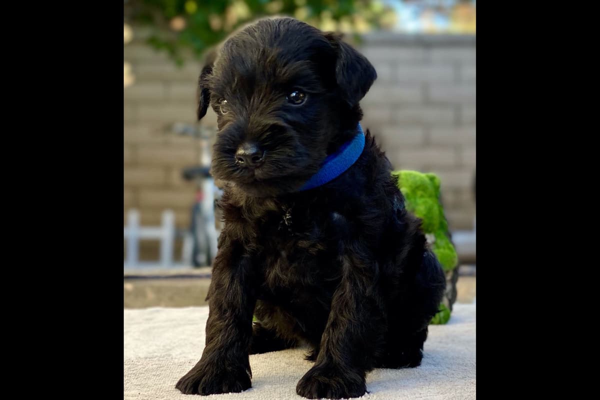 Mini Schnauzer Puppies. 5 year health warranty included! breeder image 27