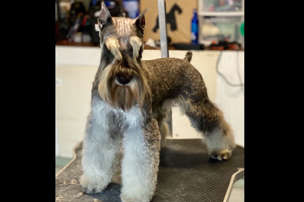 Mini Schnauzer Puppies. 5 year health warranty included! breeder image 28