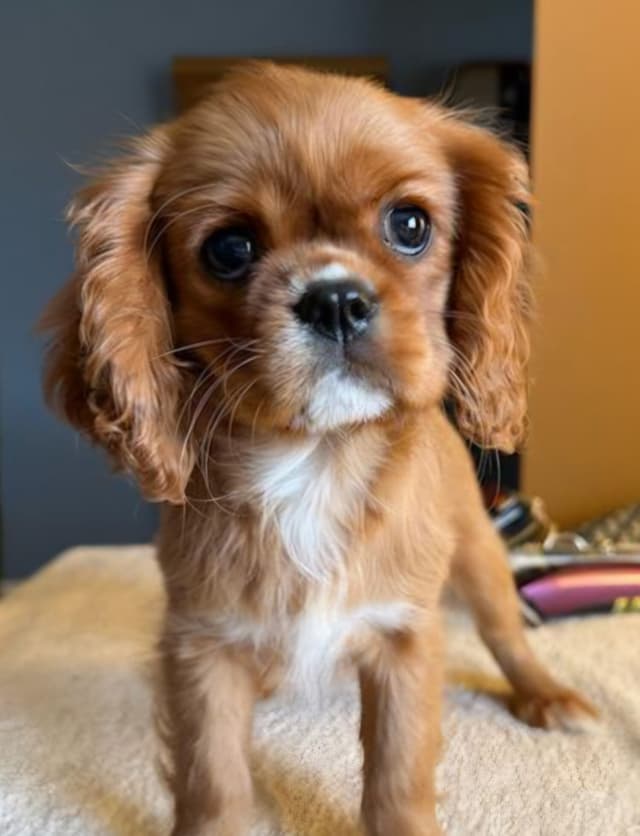 Cavalier King Charles Spaniel Puppies media 2