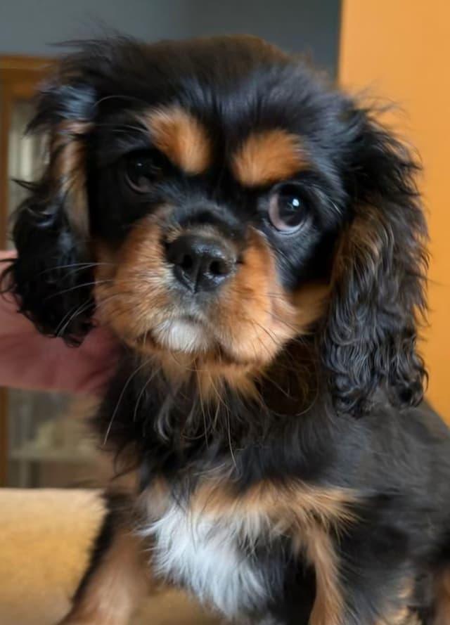 Cavalier King Charles Spaniel Puppies media 3