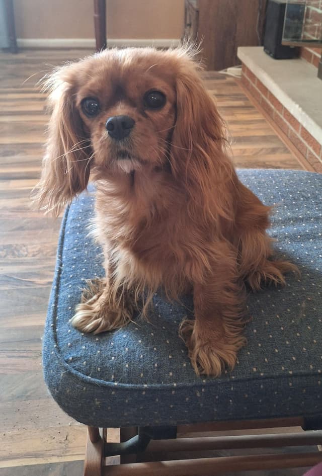 Cavalier King Charles Spaniel Puppies media 4