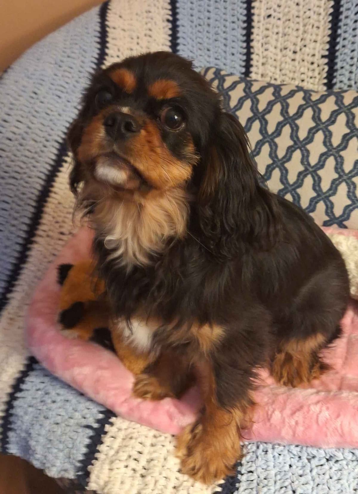Cavalier King Charles Spaniel Puppies breeder image 1