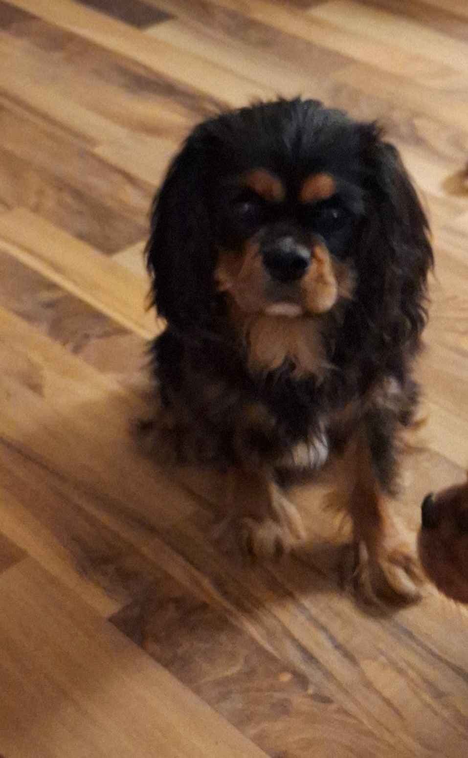 Cavalier King Charles Spaniel Puppies breeder image 4
