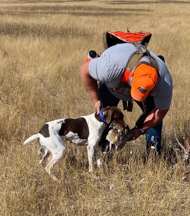 German Shorthaired Pointer Puppies media 12