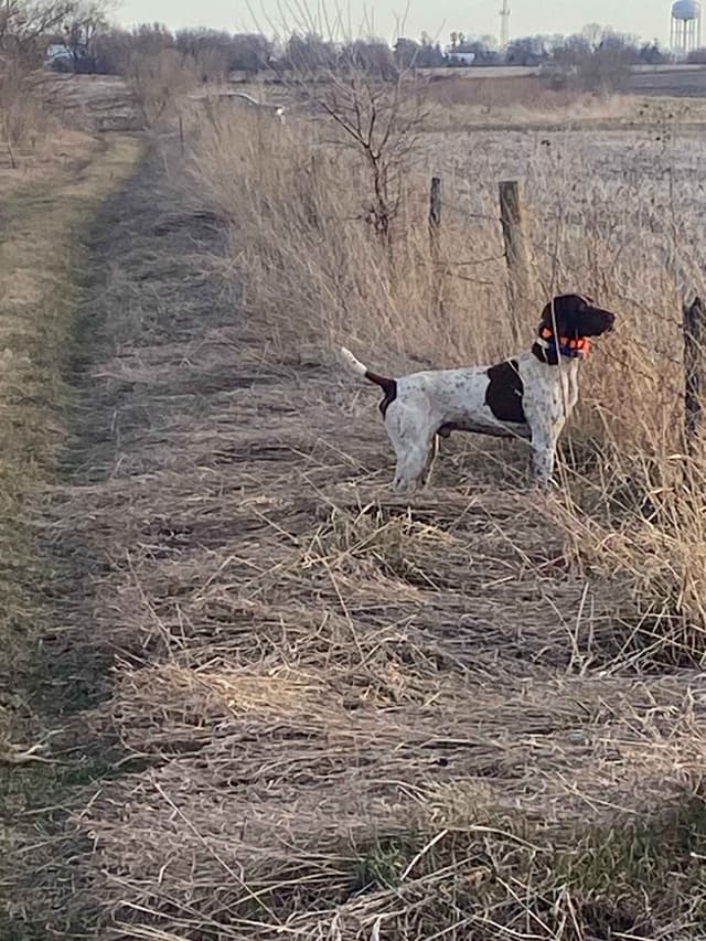 German Shorthaired Pointer Puppies media 11
