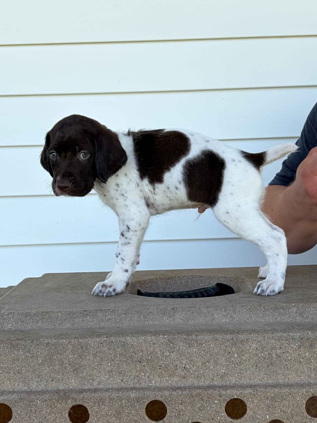 German Shorthaired Pointer Puppies media 2