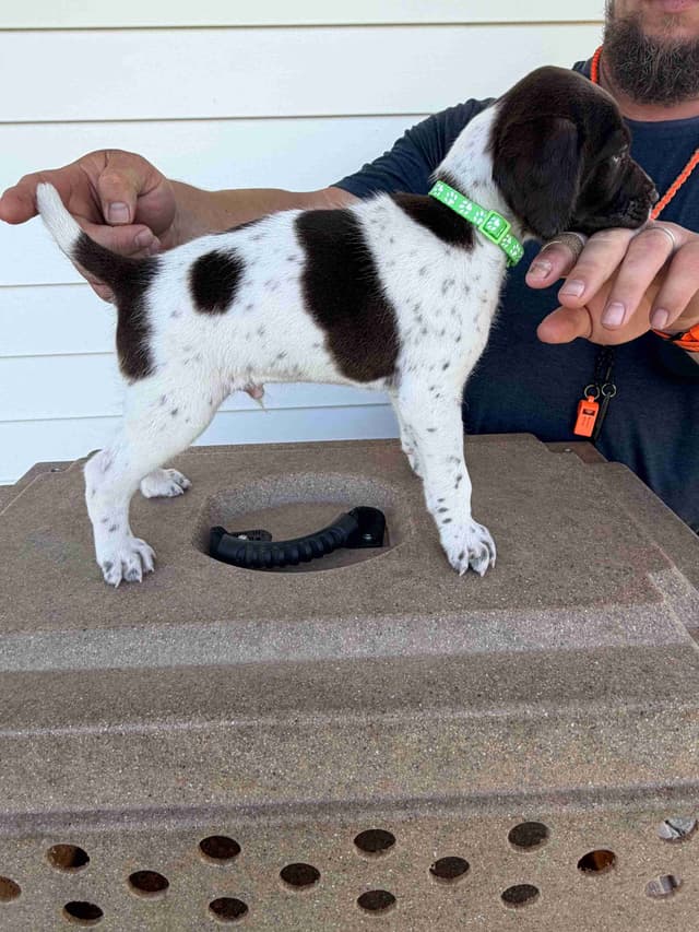 German Shorthaired Pointer Puppies media 4