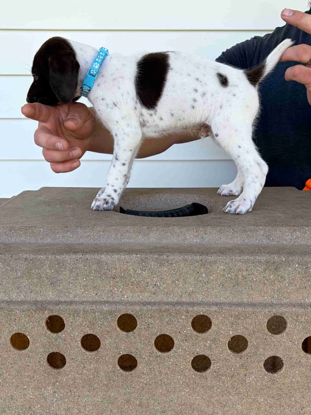 German Shorthaired Pointer Puppies media 5