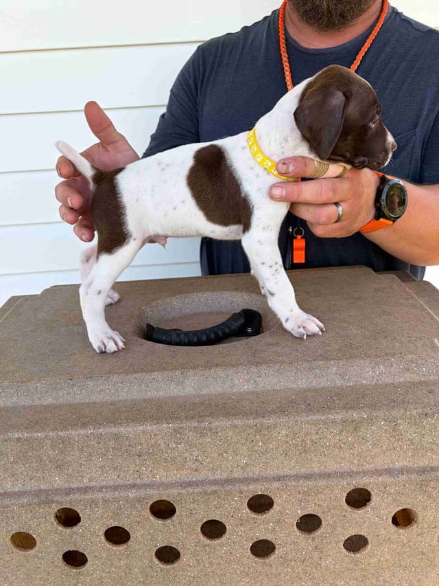 German Shorthaired Pointer Puppies media 9