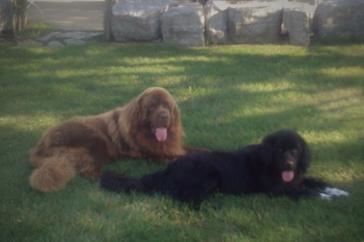 Newfoundland Nest Has Puppies! breeder image 1