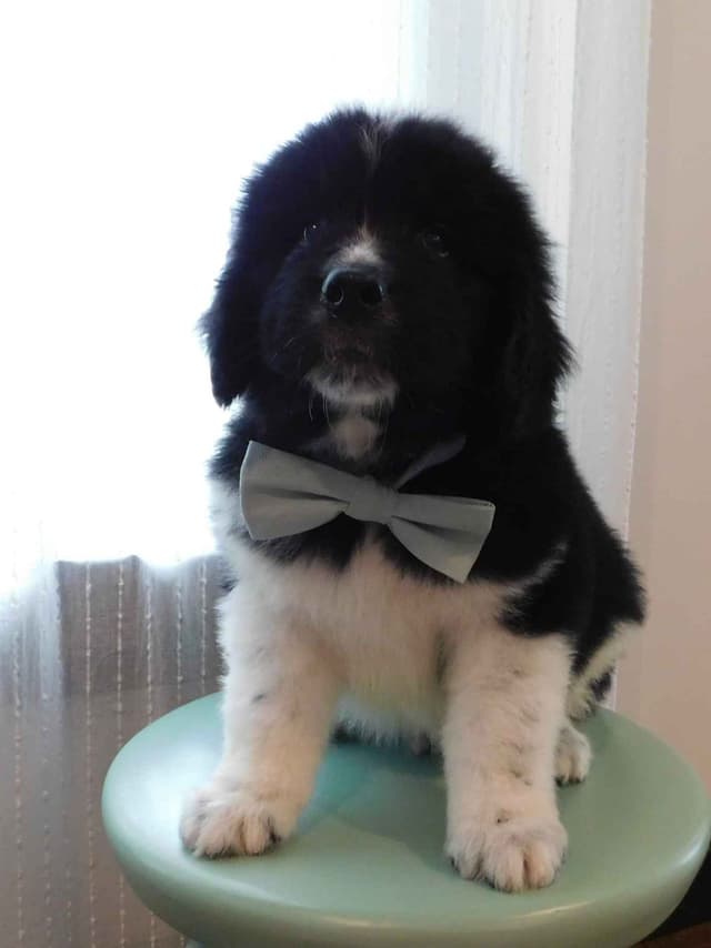 Newfoundland Nest Has Puppies! media 9