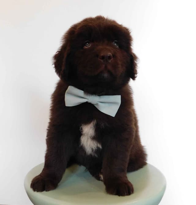 Newfoundland Nest Has Puppies! media 7