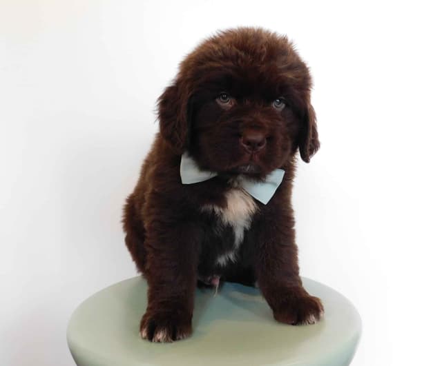Newfoundland Nest Has Puppies! media 5