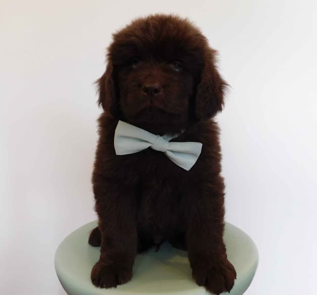 Newfoundland Nest Has Puppies! media 6