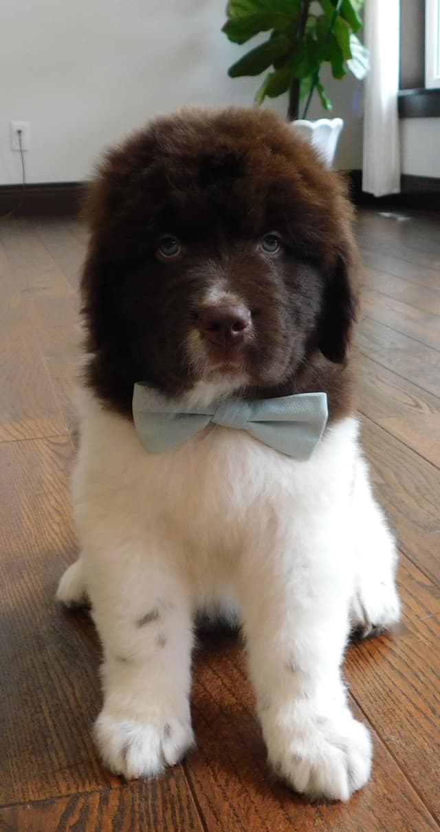 Newfoundland Nest Has Puppies! media 4