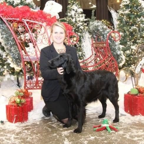 Loveable Flat-Coated Retriever Puppies breeder image 2