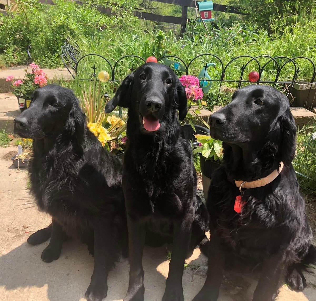 Loveable Flat-Coated Retriever Puppies breeder image 3