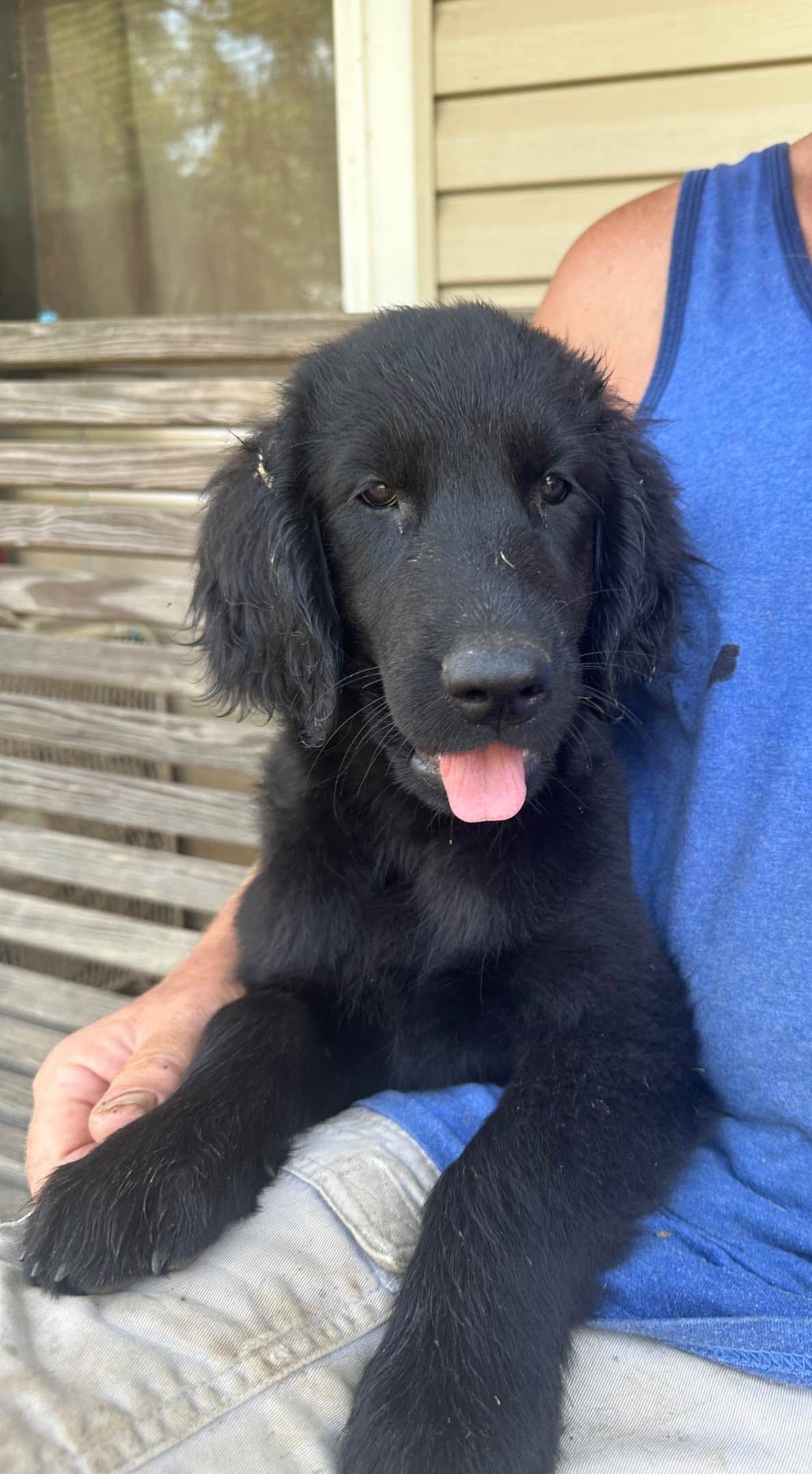 Loveable Flat-Coated Retriever Puppies breeder image 4