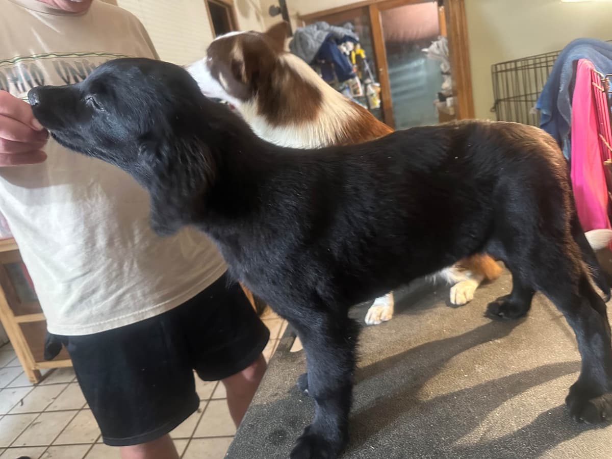 Loveable Flat-Coated Retriever Puppies breeder image 5